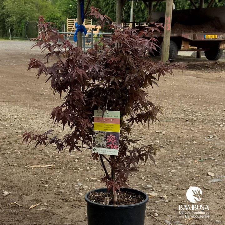 Acer palmatum &