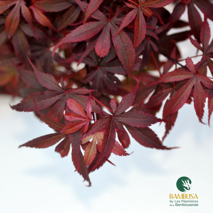 Acer palmatum &