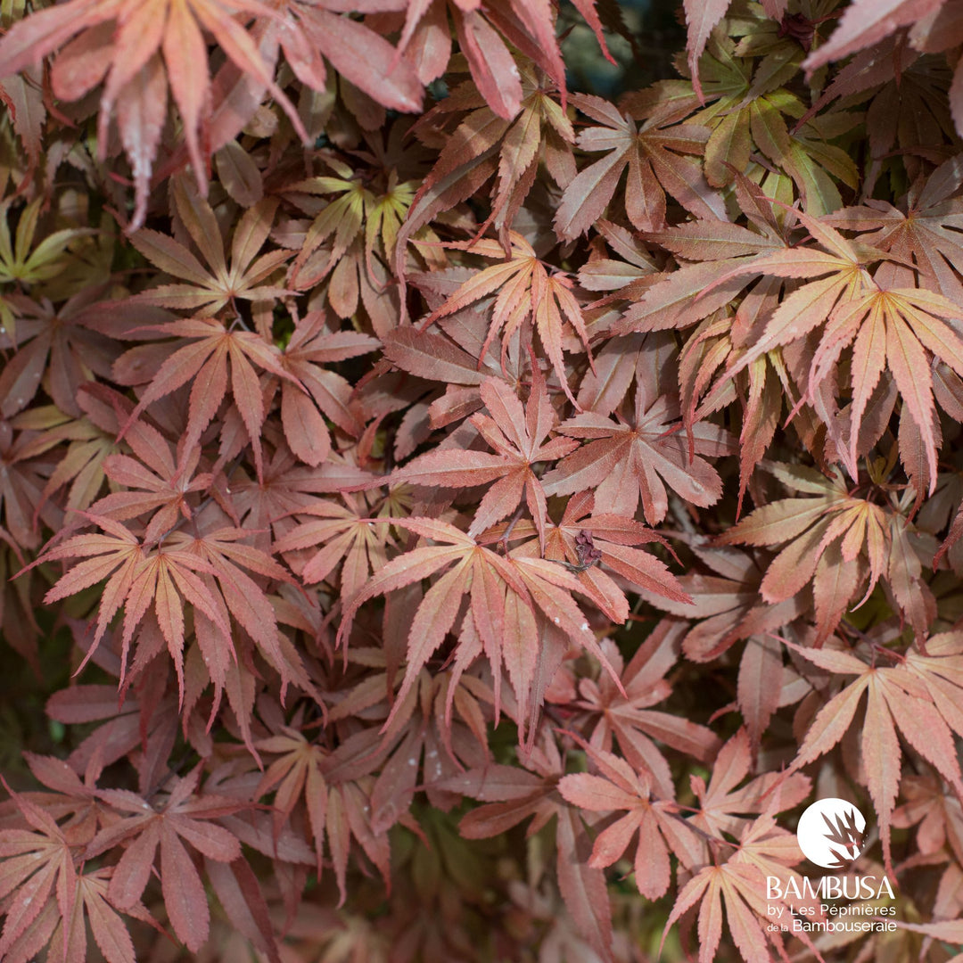 Acer palmatum &