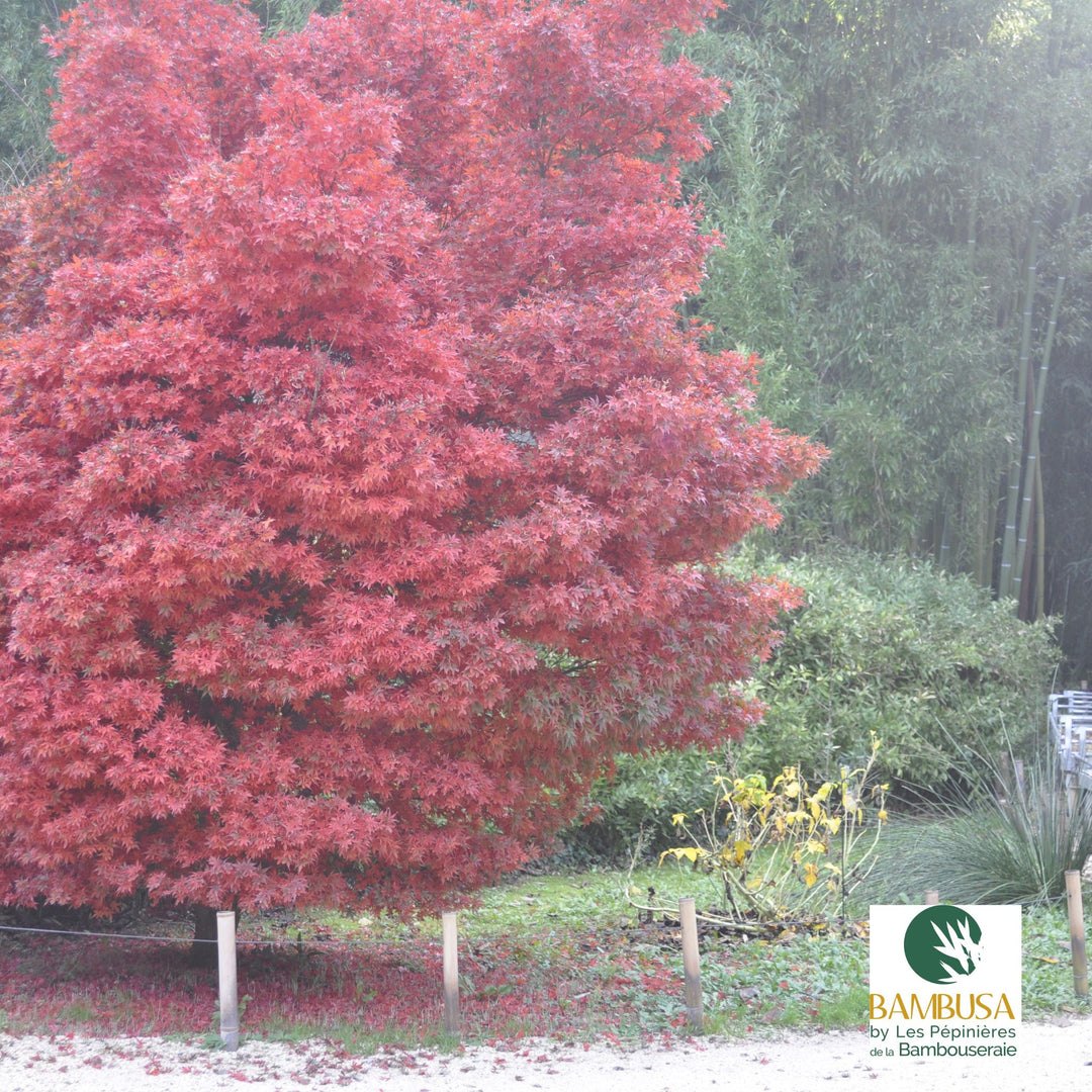 Acer palmatum &