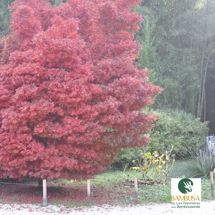 Acer palmatum &