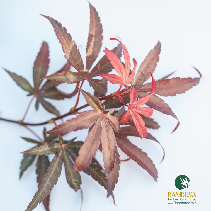 Acer palmatum &