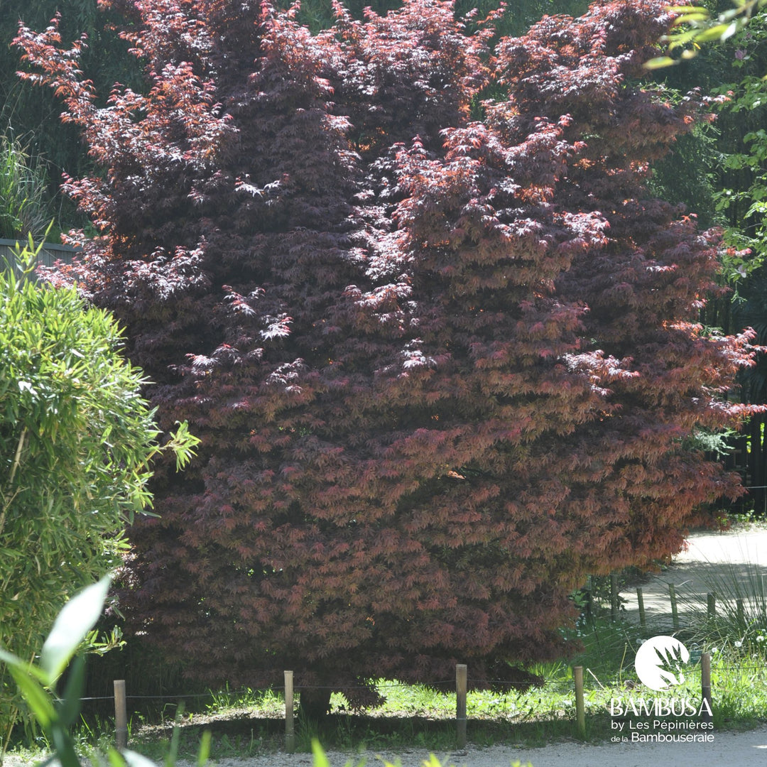 Acer palmatum &
