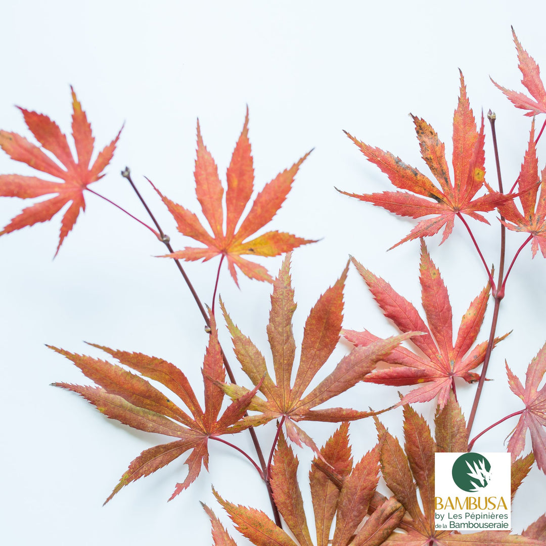 Acer palmatum &