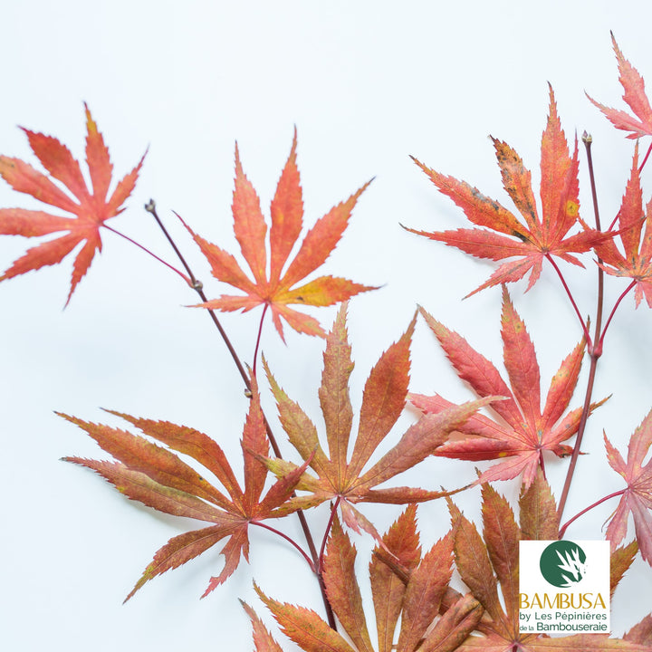 Acer palmatum &