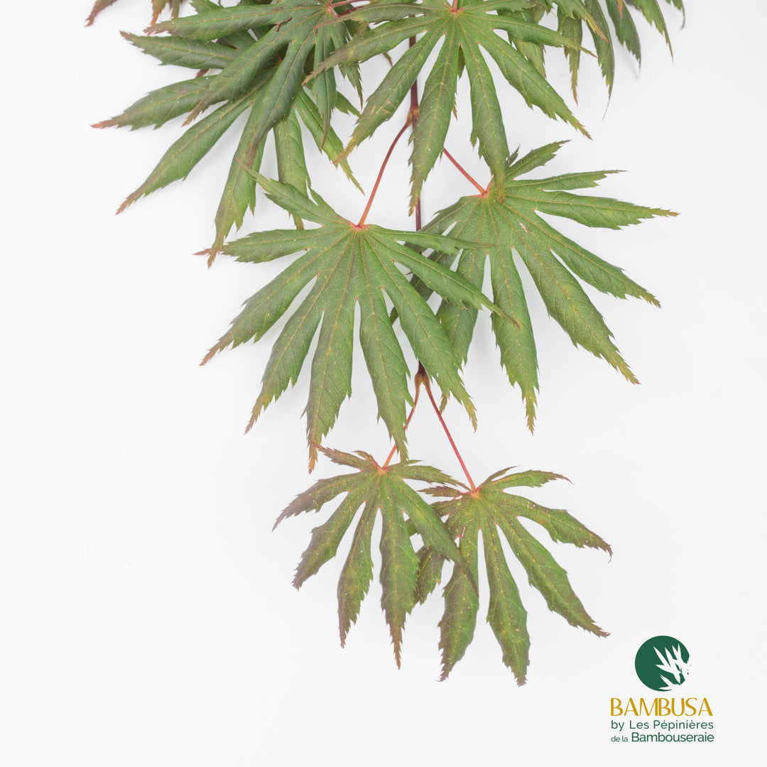Acer palmatum &