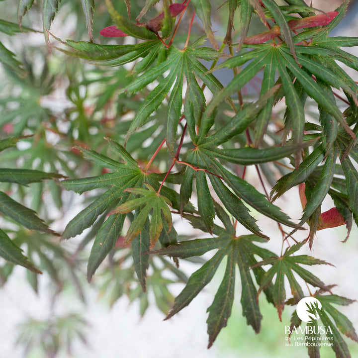 Acer palmatum &