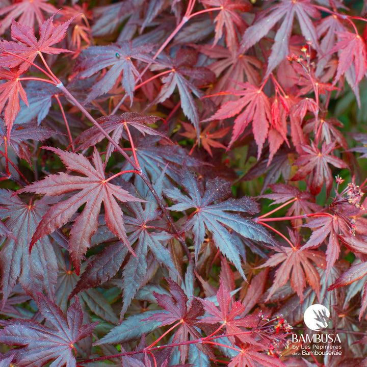 Acer palmatum &