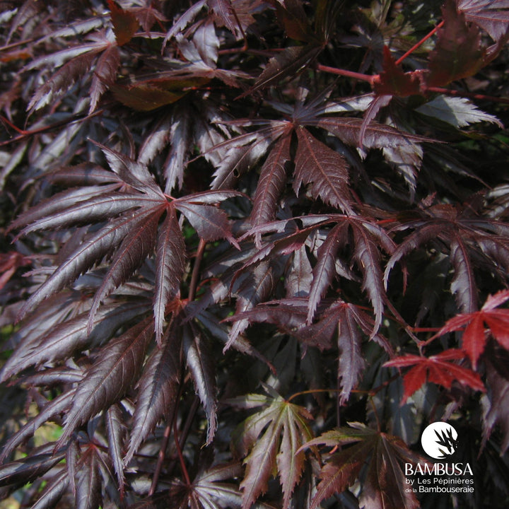 Acer palmatum &