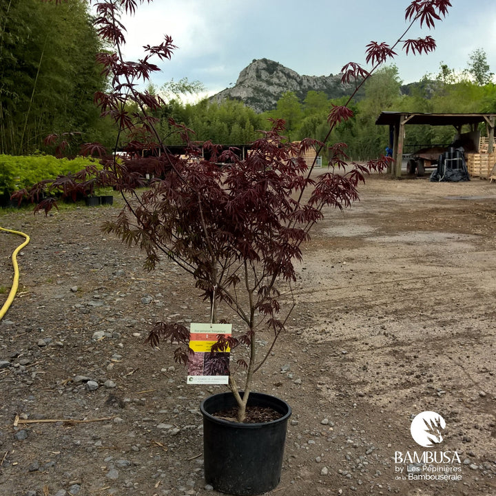 Acer palmatum &