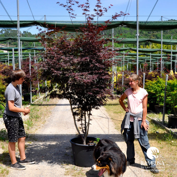 Acer palmatum &