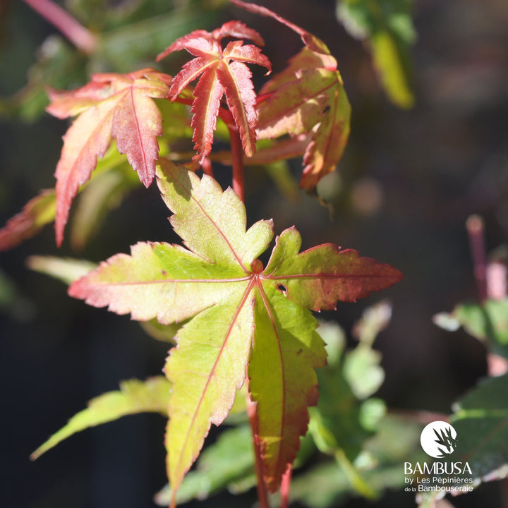Acer palmatum &