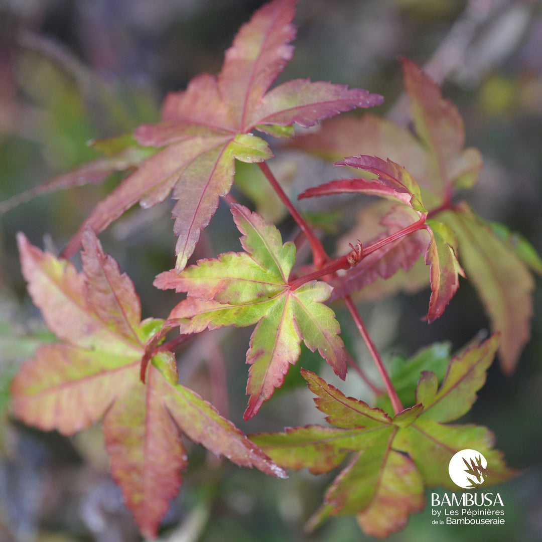 Acer palmatum &