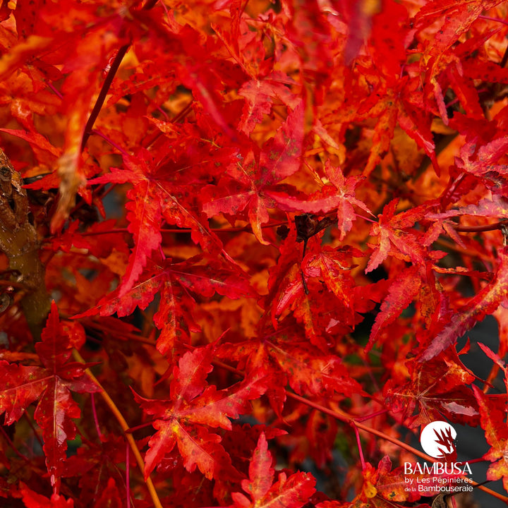Acer palmatum &