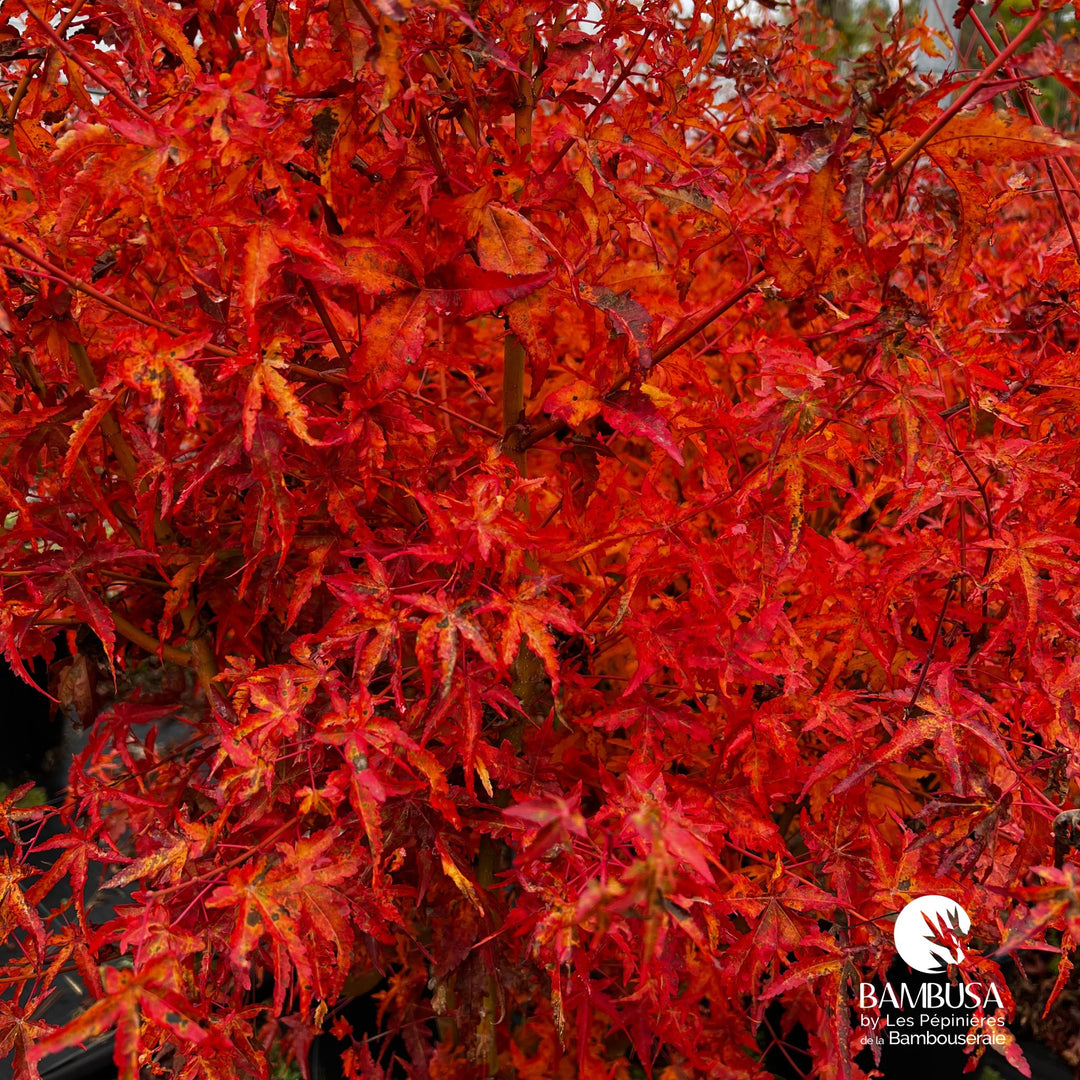 Acer palmatum 'Ueno Yama' | Érable du Japon 'Ueno Yama'