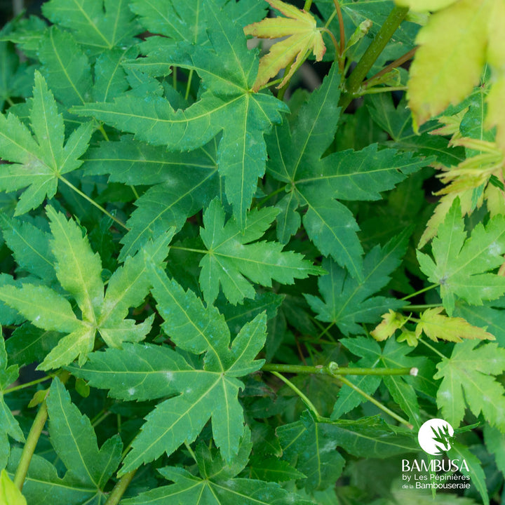 Acer palmatum &