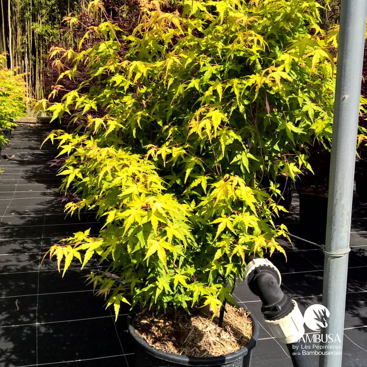 Acer palmatum &
