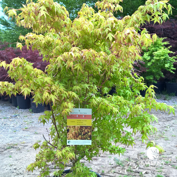 Acer palmatum &