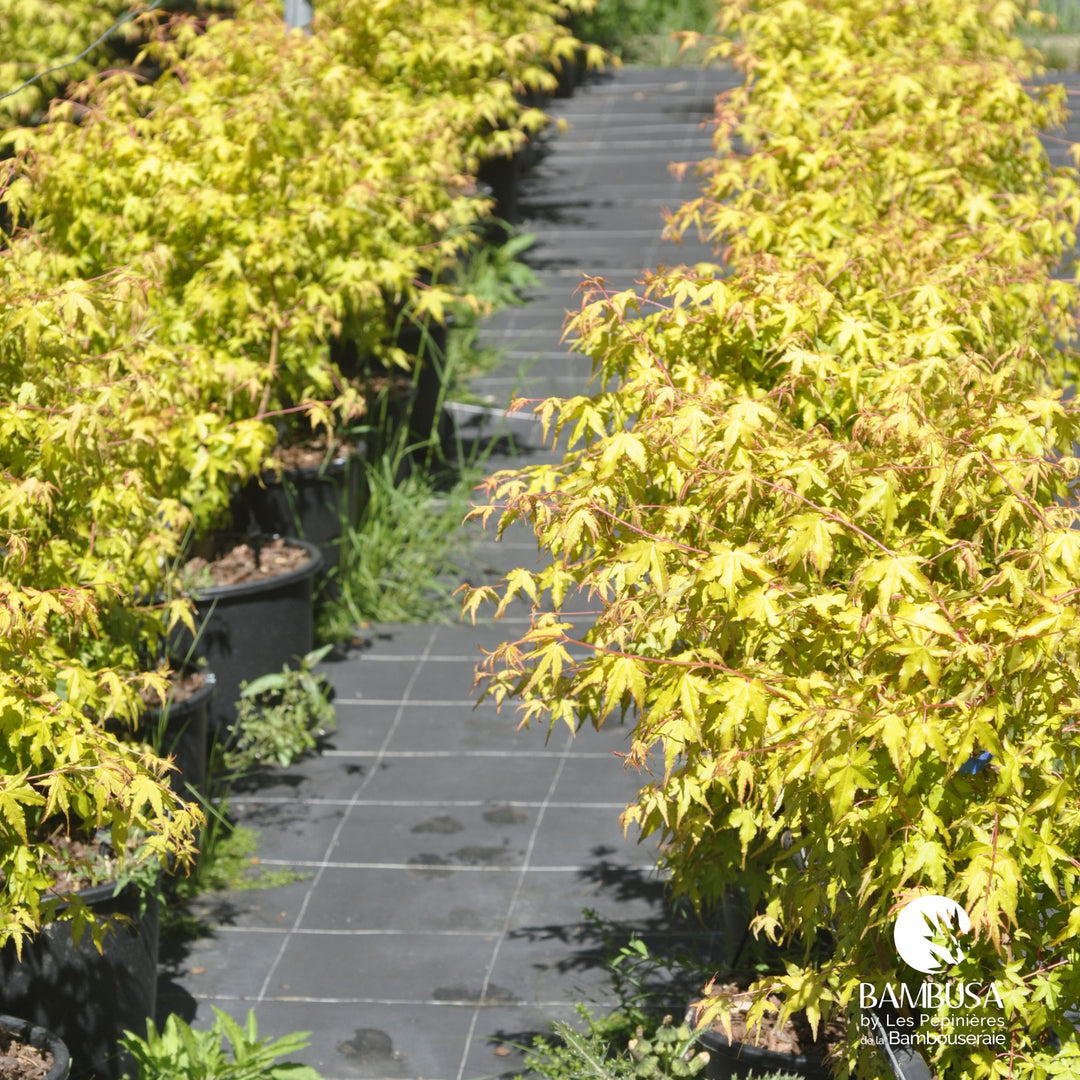 Acer palmatum &
