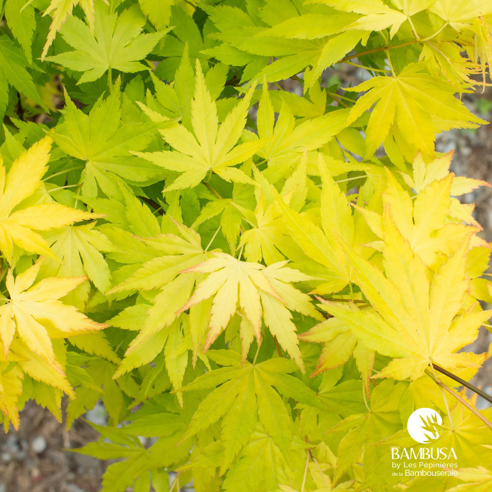 Érable du Japon 'Ueno Yama' au feuillage vert