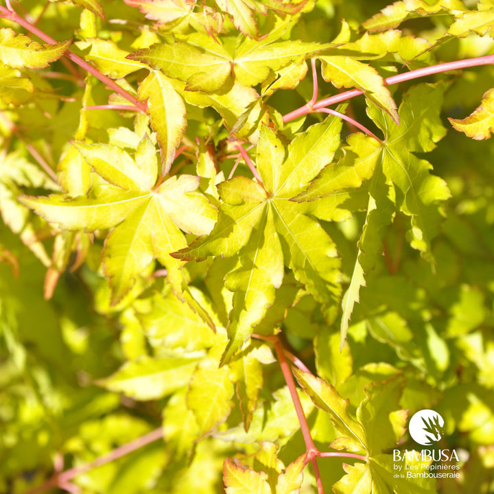 Acer palmatum &