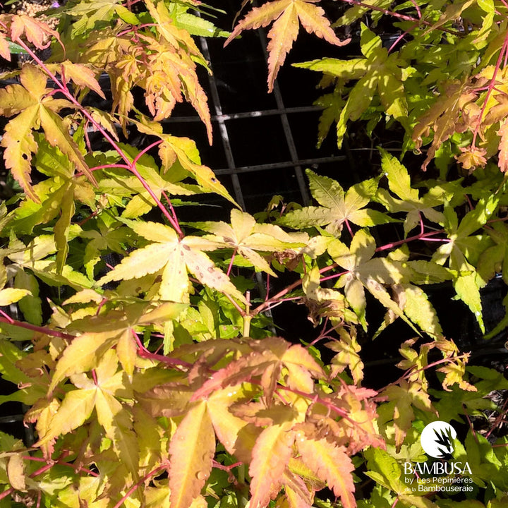 Acer palmatum &