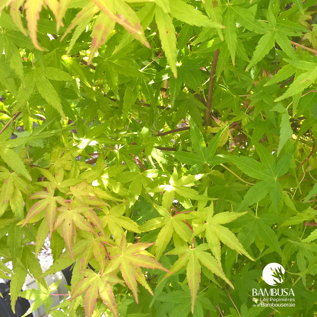 Acer palmatum &