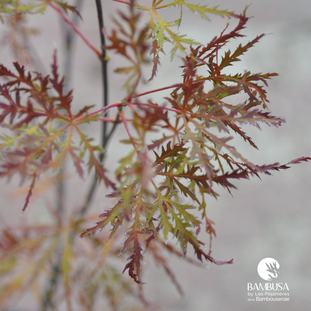 Acer palmatum dissectum &