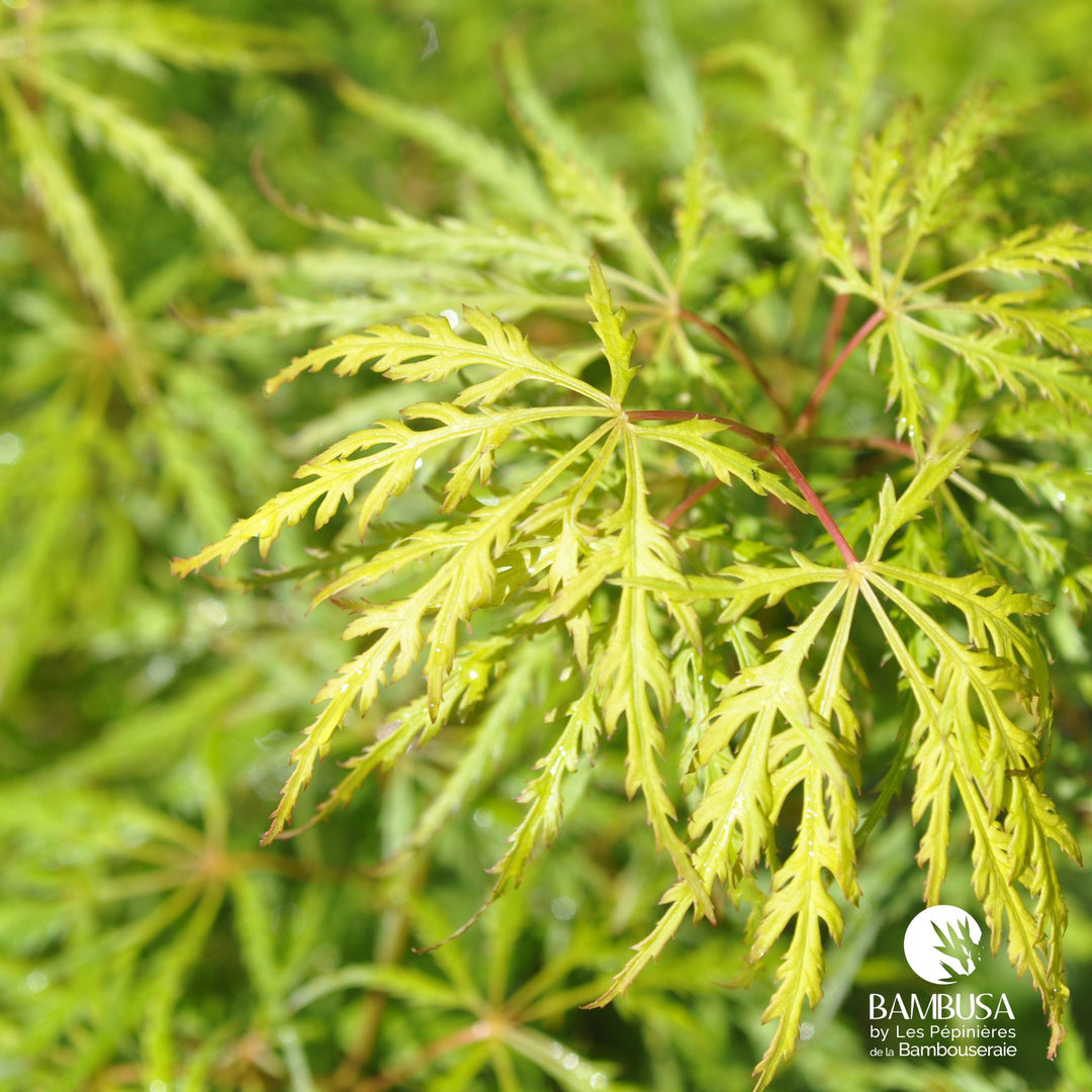 Acer palmatum dissectum &