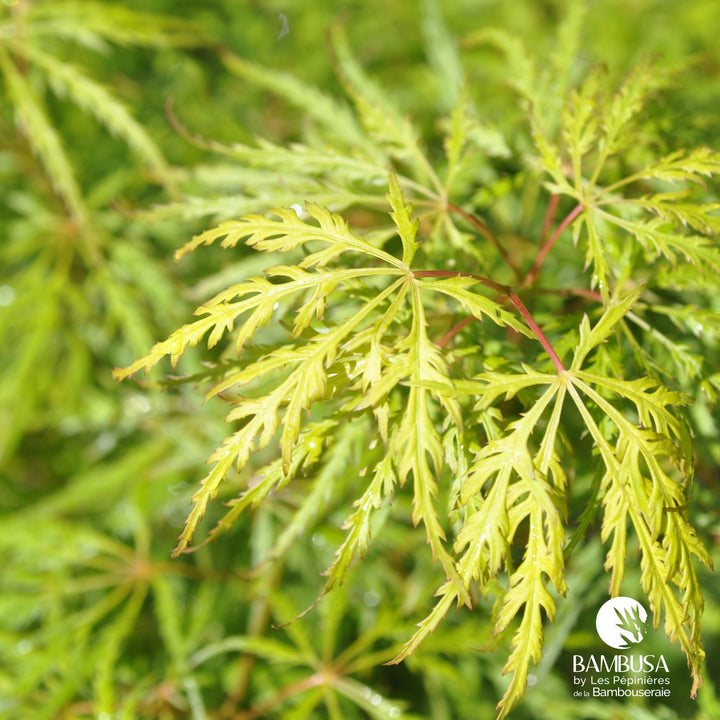 Acer palmatum dissectum &