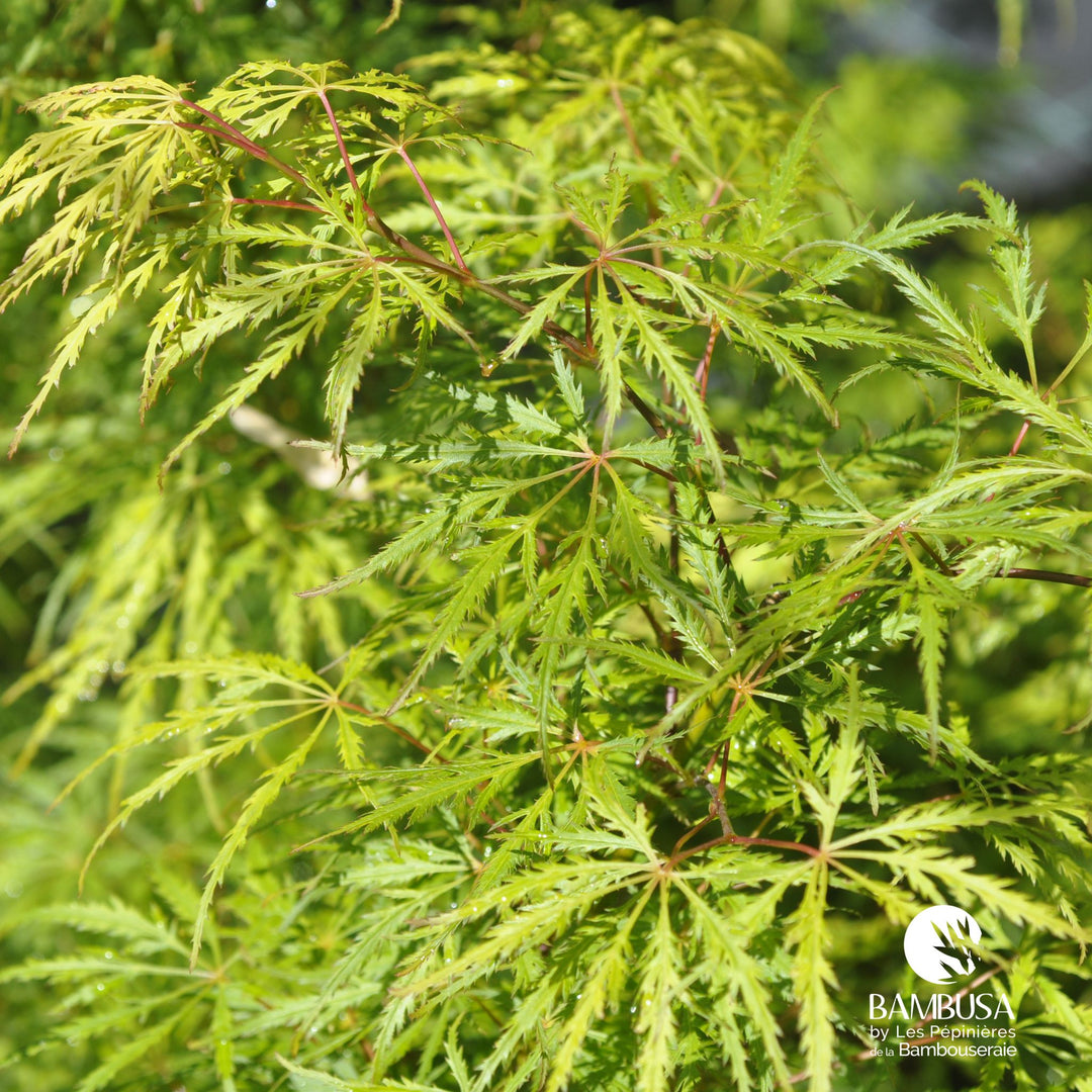 Acer palmatum dissectum &