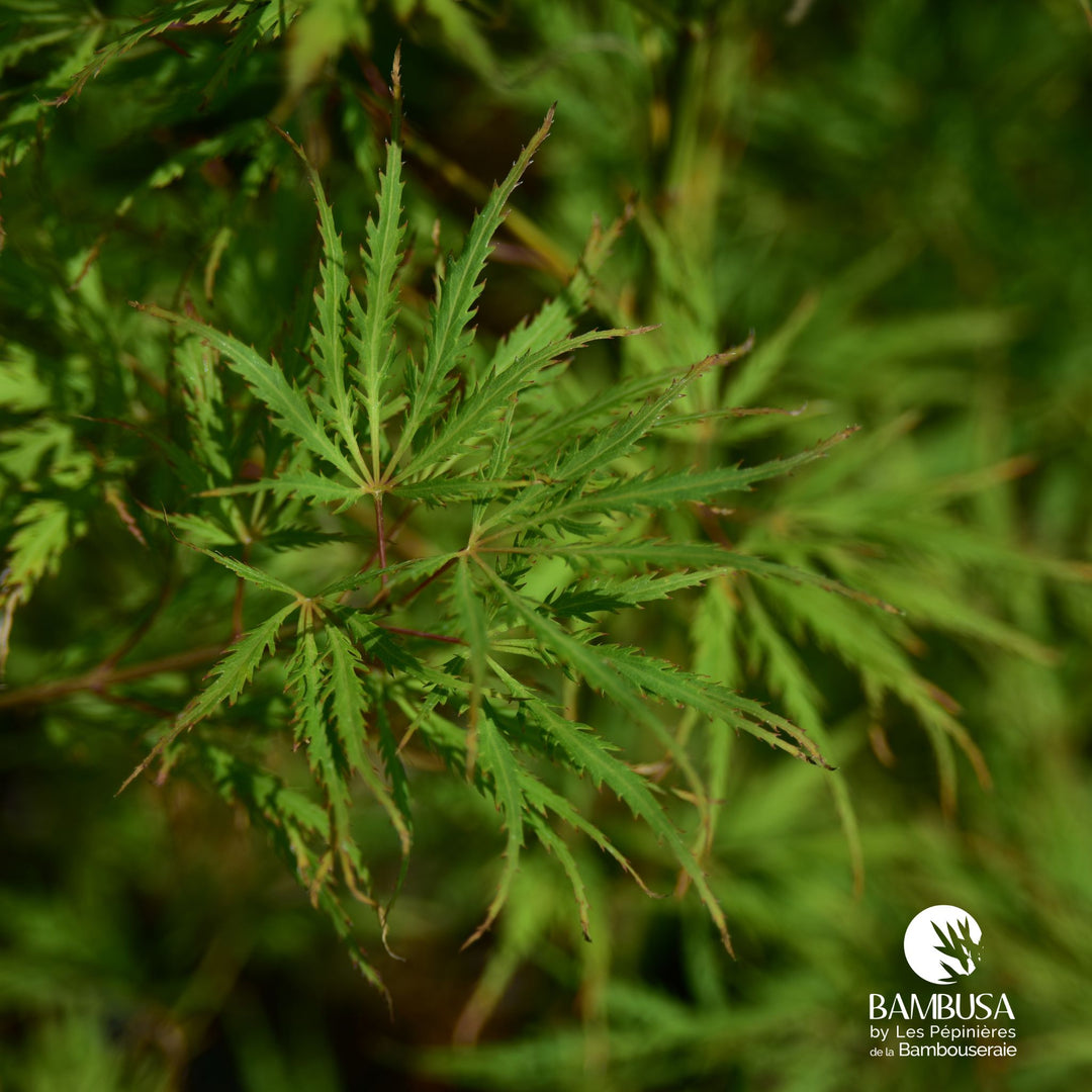 Acer palmatum dissectum &