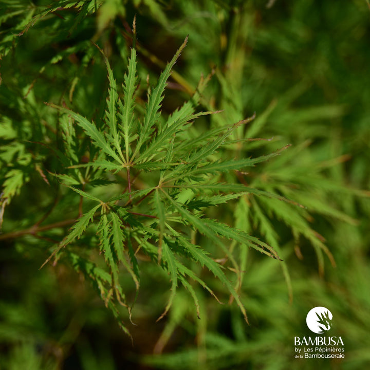 Acer palmatum dissectum &