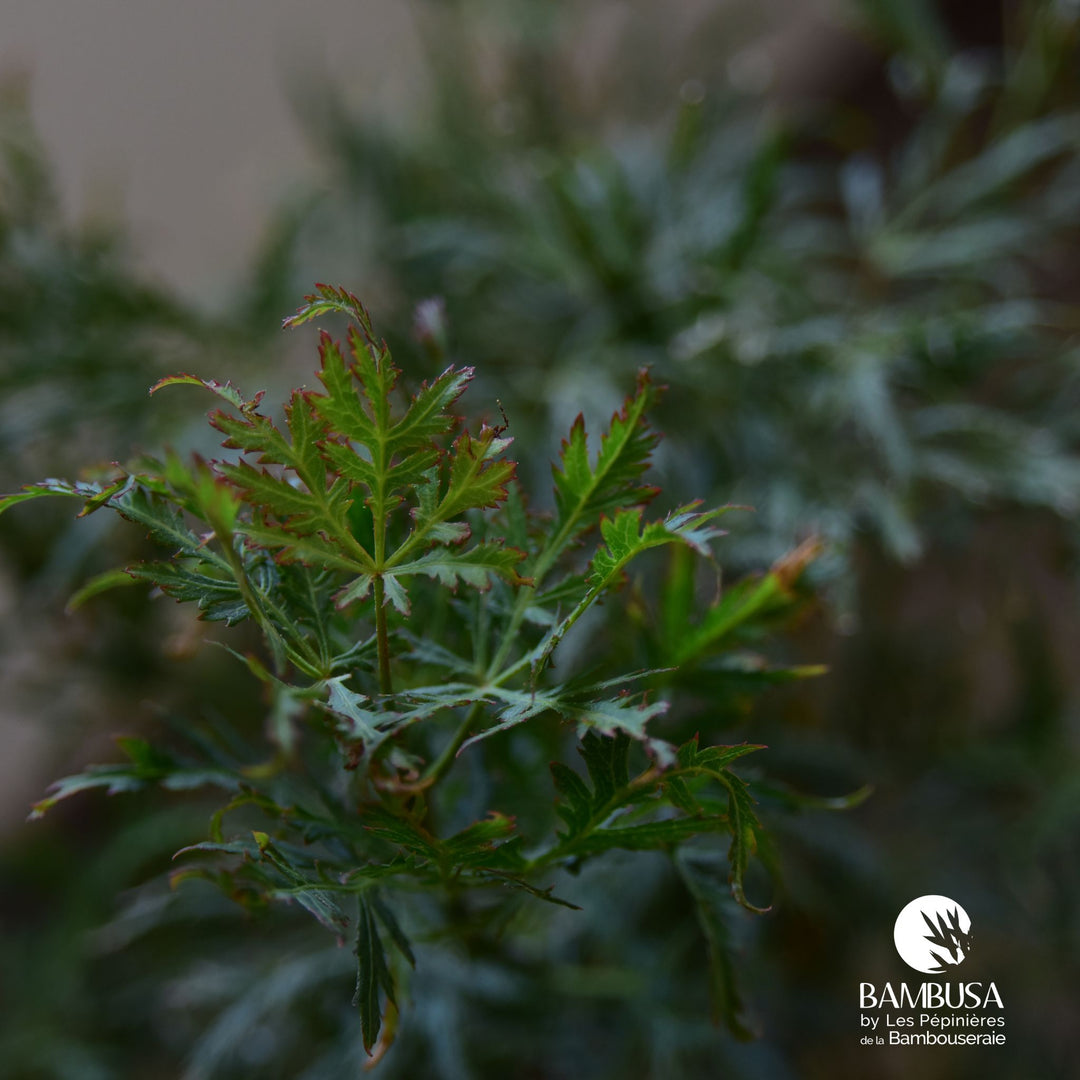 Acer palmatum dissectum &