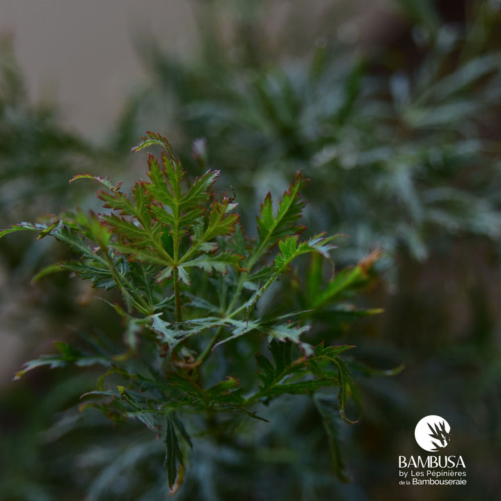 Acer palmatum dissectum &