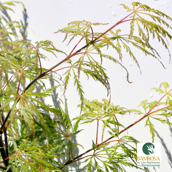 Acer palmatum dissectum &