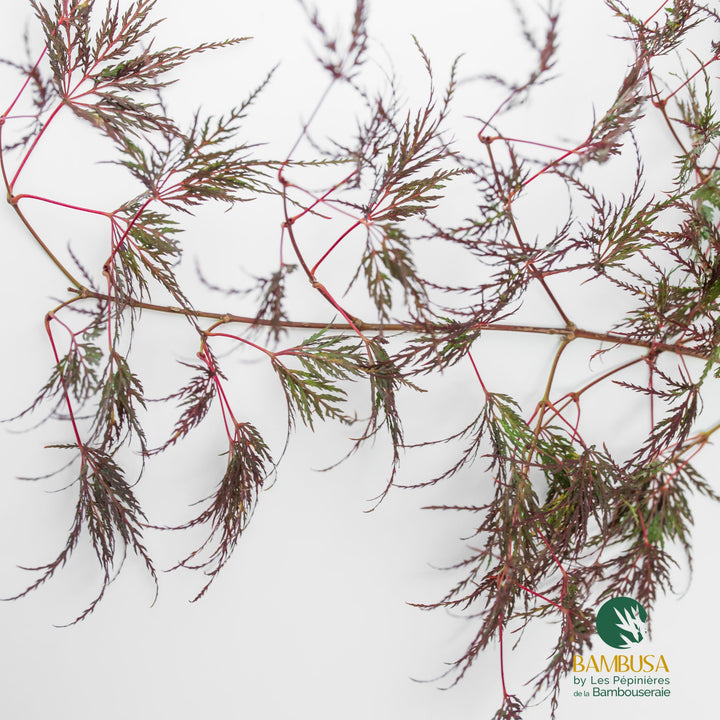 Acer palmatum dissectum &