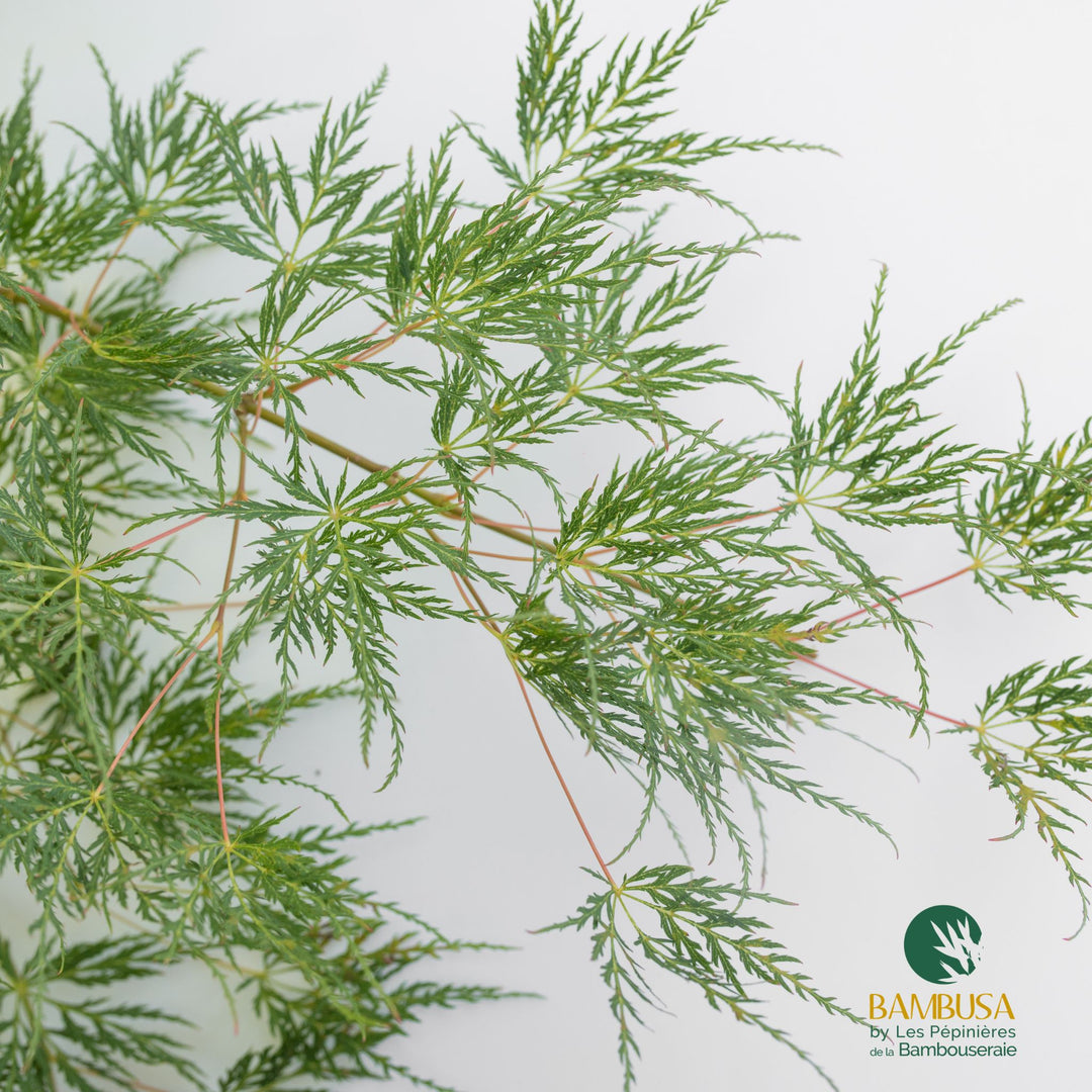 Acer palmatum dissectum &