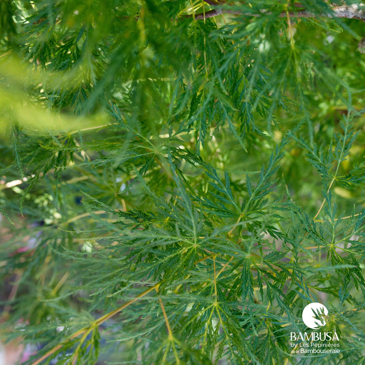 Acer palmatum dissectum &