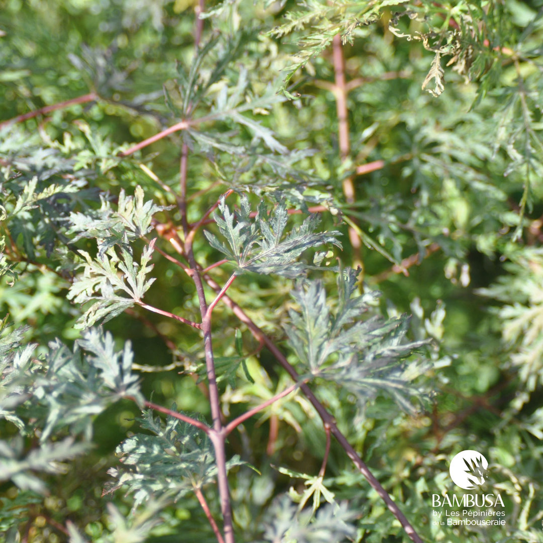 Acer palmatum dissectum &