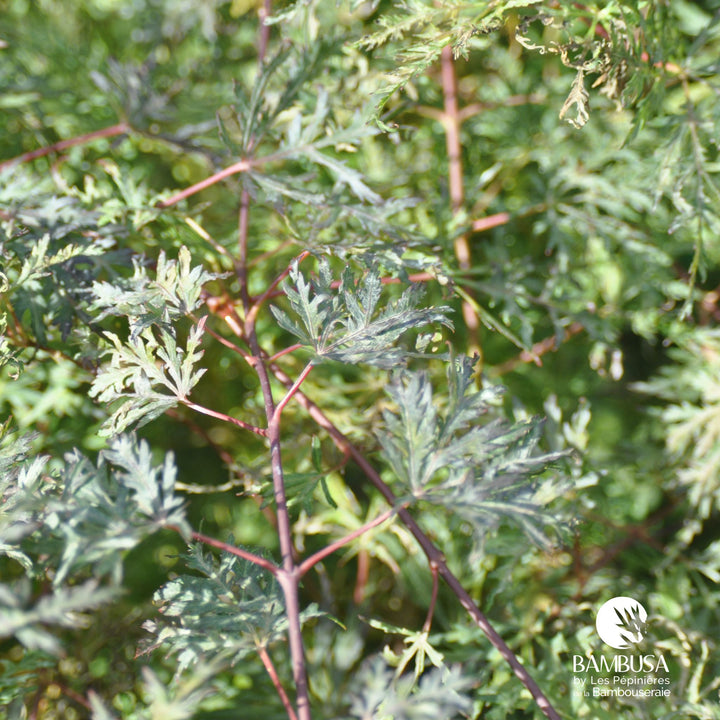 Acer palmatum dissectum &