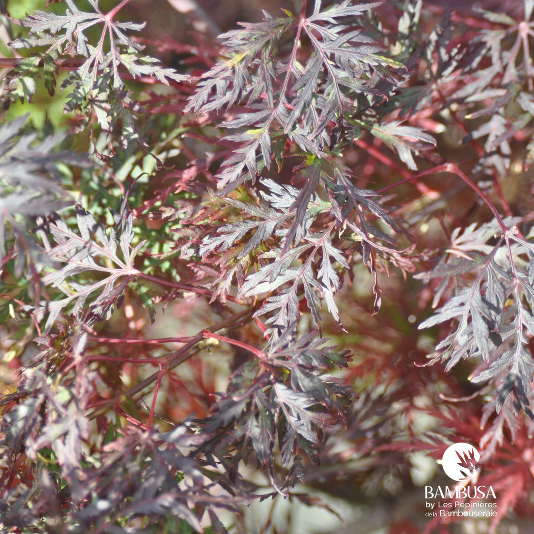 Acer palmatum dissectum &