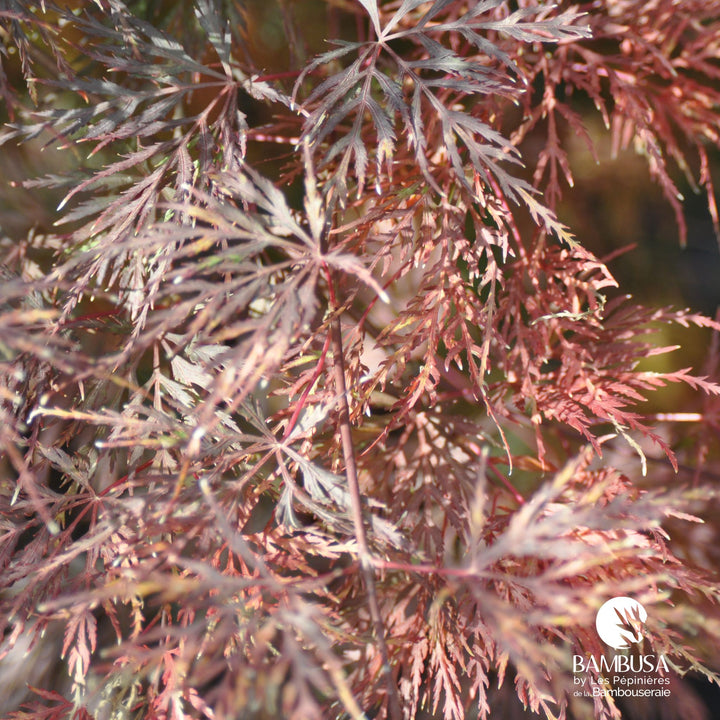 Acer palmatum dissectum &