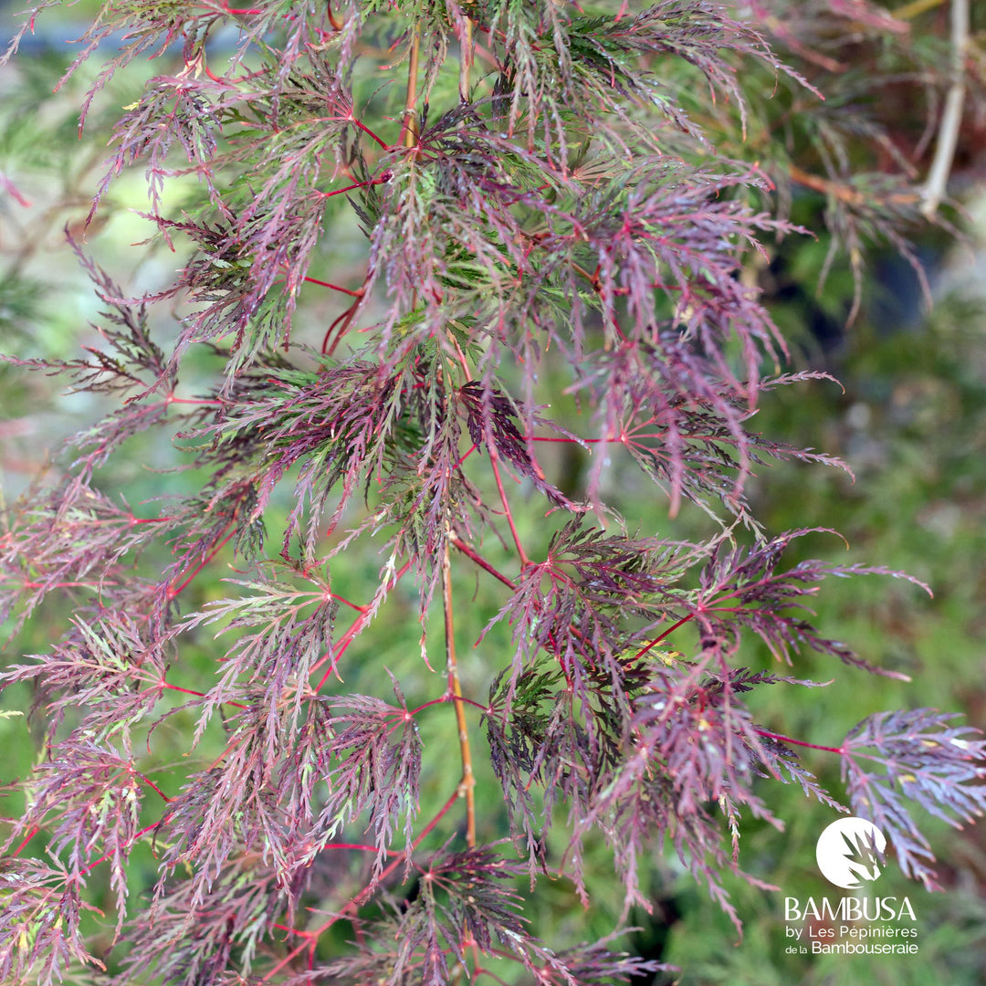 Érable du Japon &