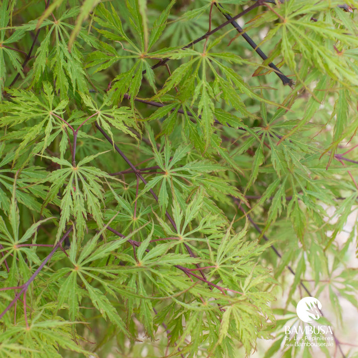 Acer palmatum dissectum &