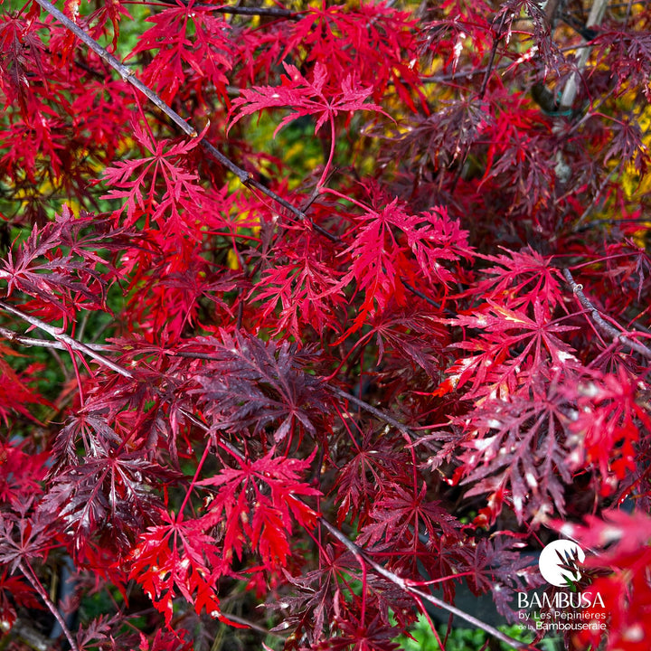 Acer palmatum dissectum &