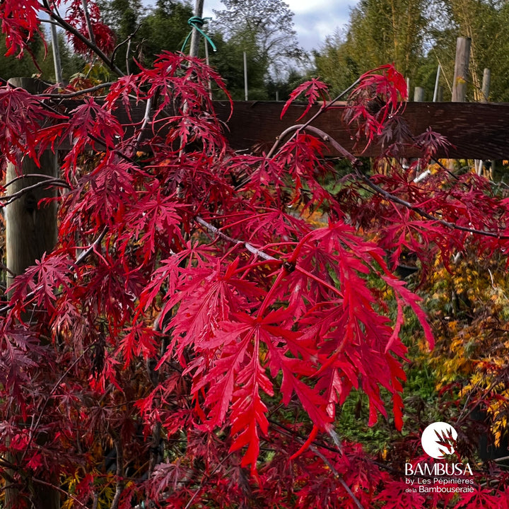 Acer palmatum dissectum &