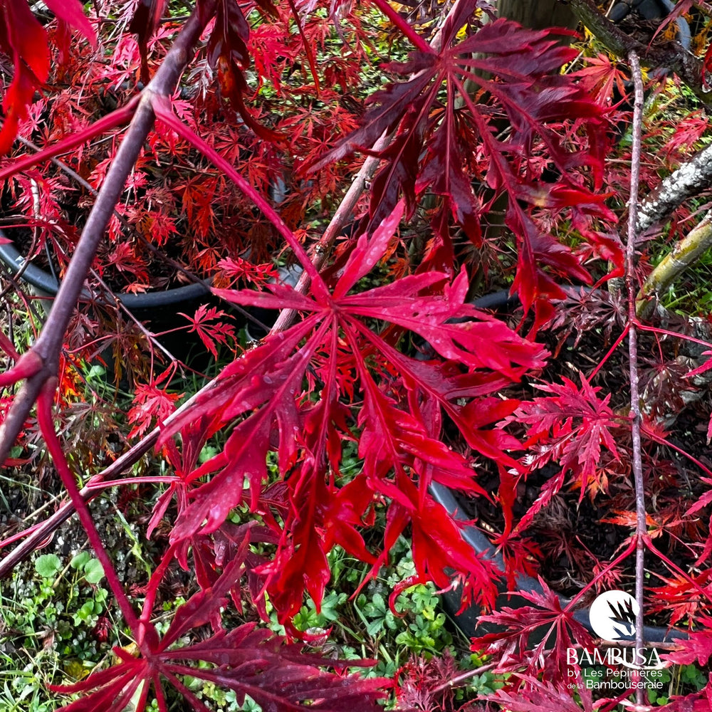 Érable du Japon 'Flavescens' au feuillage vert
