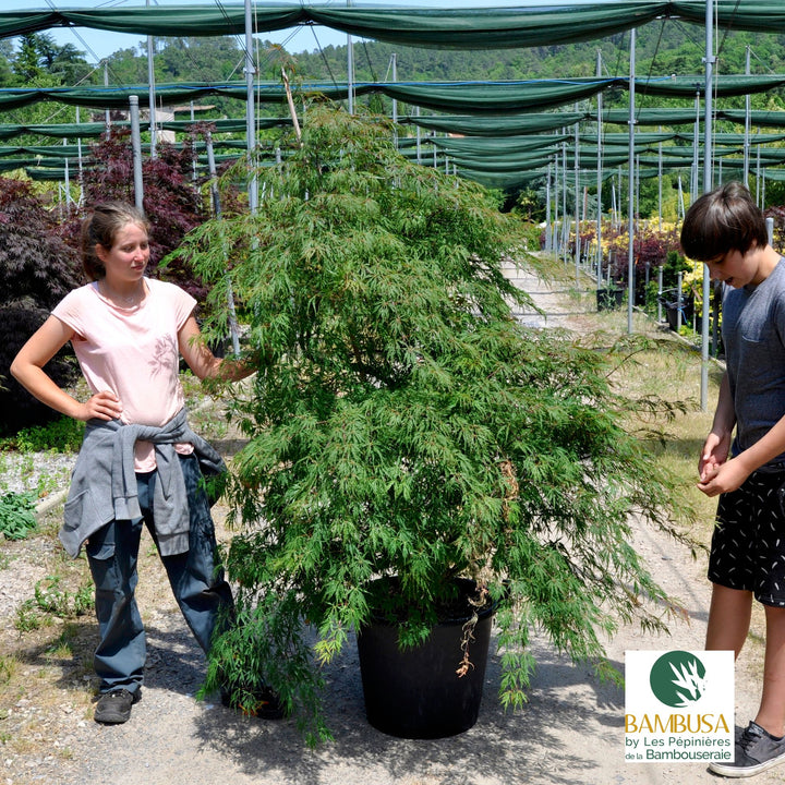 Acer palmatum dissectum &