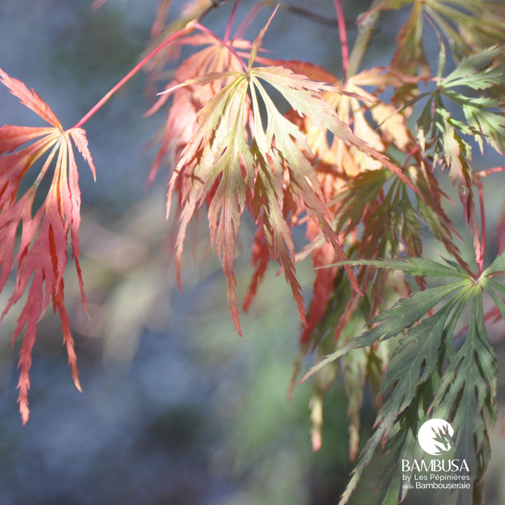 Acer palmatum dissectum &